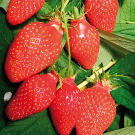 Plants bio : Fraisier Mamie - 25 plants - calibre C