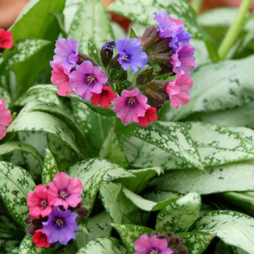 Pulmonaire Silver Bouquet Pulmonaria silver bouquet