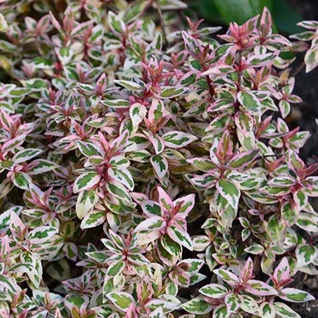 Abélia Pink Lady Abelia grandiflora pink lady