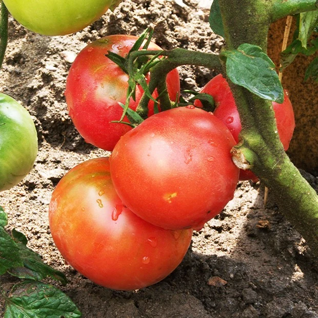 3 Plants de Tomate Rose de Berne Solanum lycopersicum 'Berner Rose'