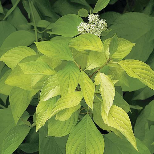 Cornouiller doré Aurea jaune. Le pot de 3 litres
