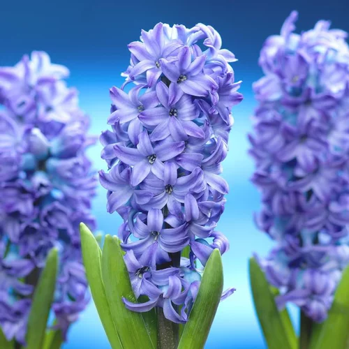 Jacinthe Blue Aqua - Le godet