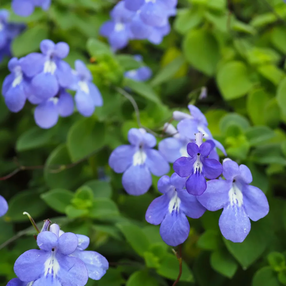Primevère du Cap Streptocarpus saxorum
