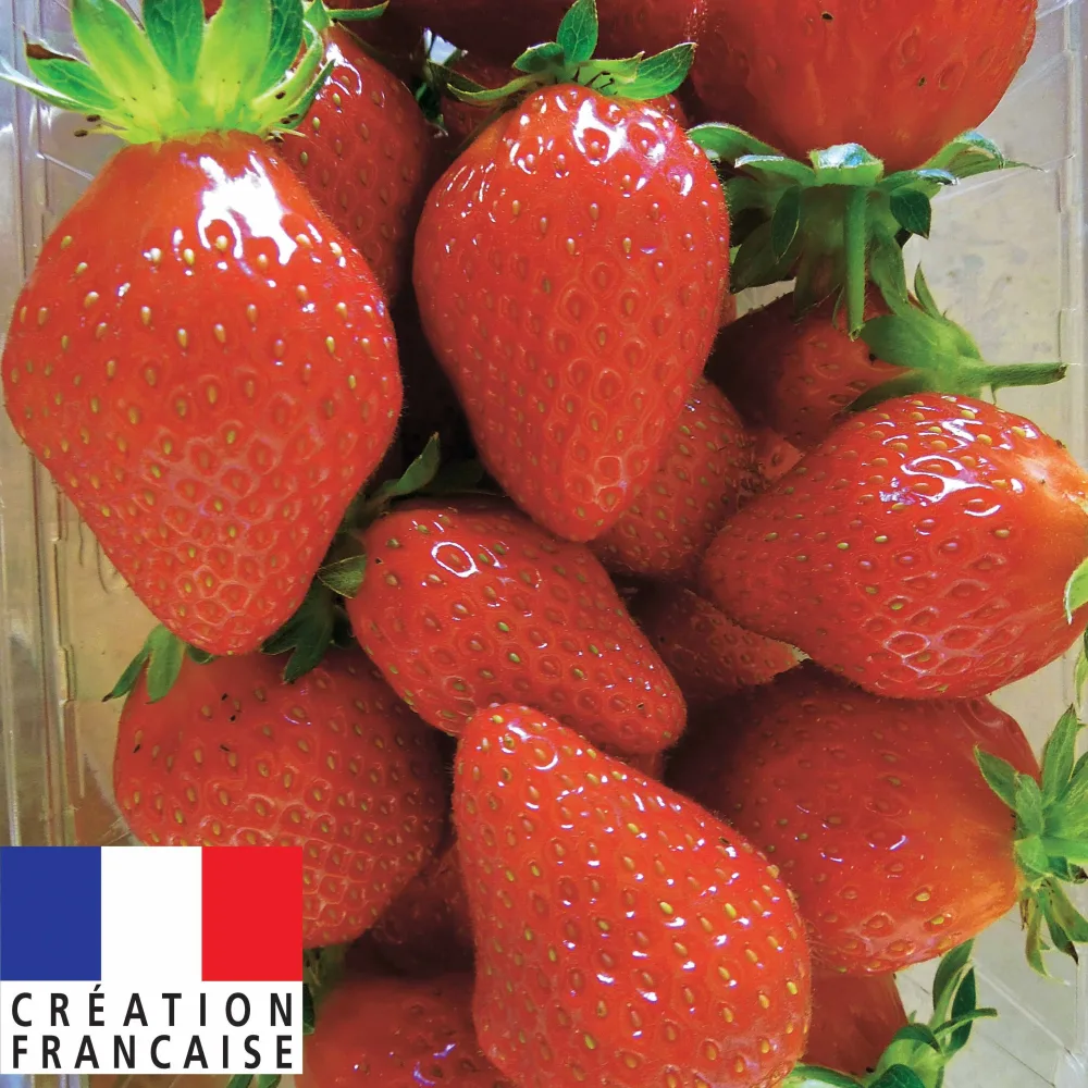 40 Fraisiers remontants Mariguette ® COV Marionnet 99 Fragaria mariguette ® cov marionnet 99cov marionnet 99