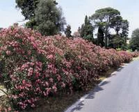 Laurier rose varié (Nerium Oleander). Le pot de 5 litres