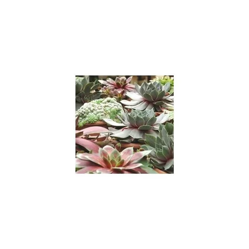 Joubarbe - Le pack de 6 plants
