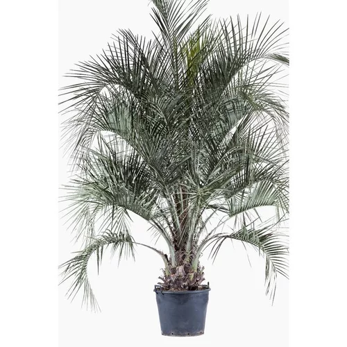Butia Capitata (Cocotier du Brésil) en pot de 70 L vert
