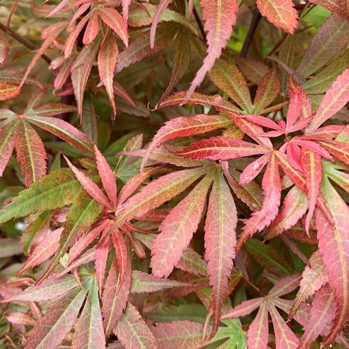 Érable du Japon Skeeter's Broom extra 120/125. Le pot de 15 litres