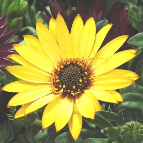 Ostéospermum dimorphothéca - La coupe de 20 cm
