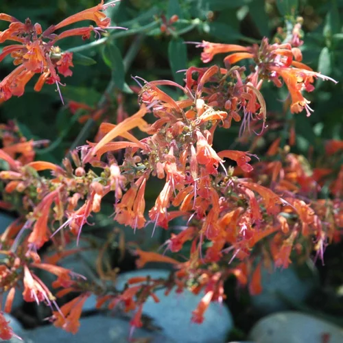 Agastache Variée. Le pot de 2 litres