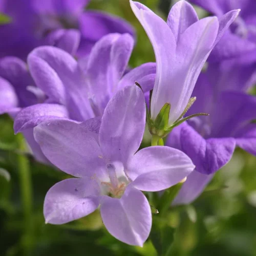 Campanule à fleurs bleues - Le pot Ø 13 cm
