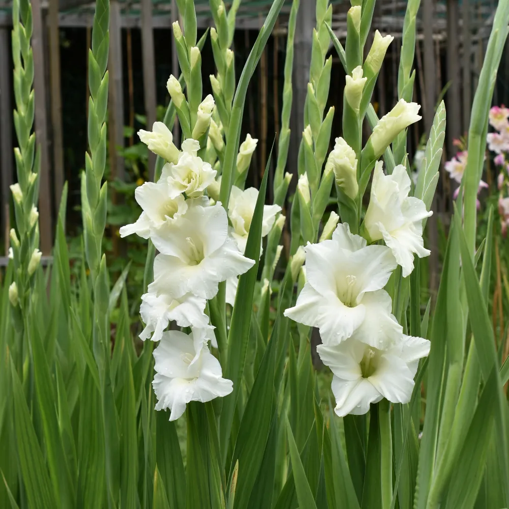 25 Glaïeuls White Prosperity Gladiolus white prosperity