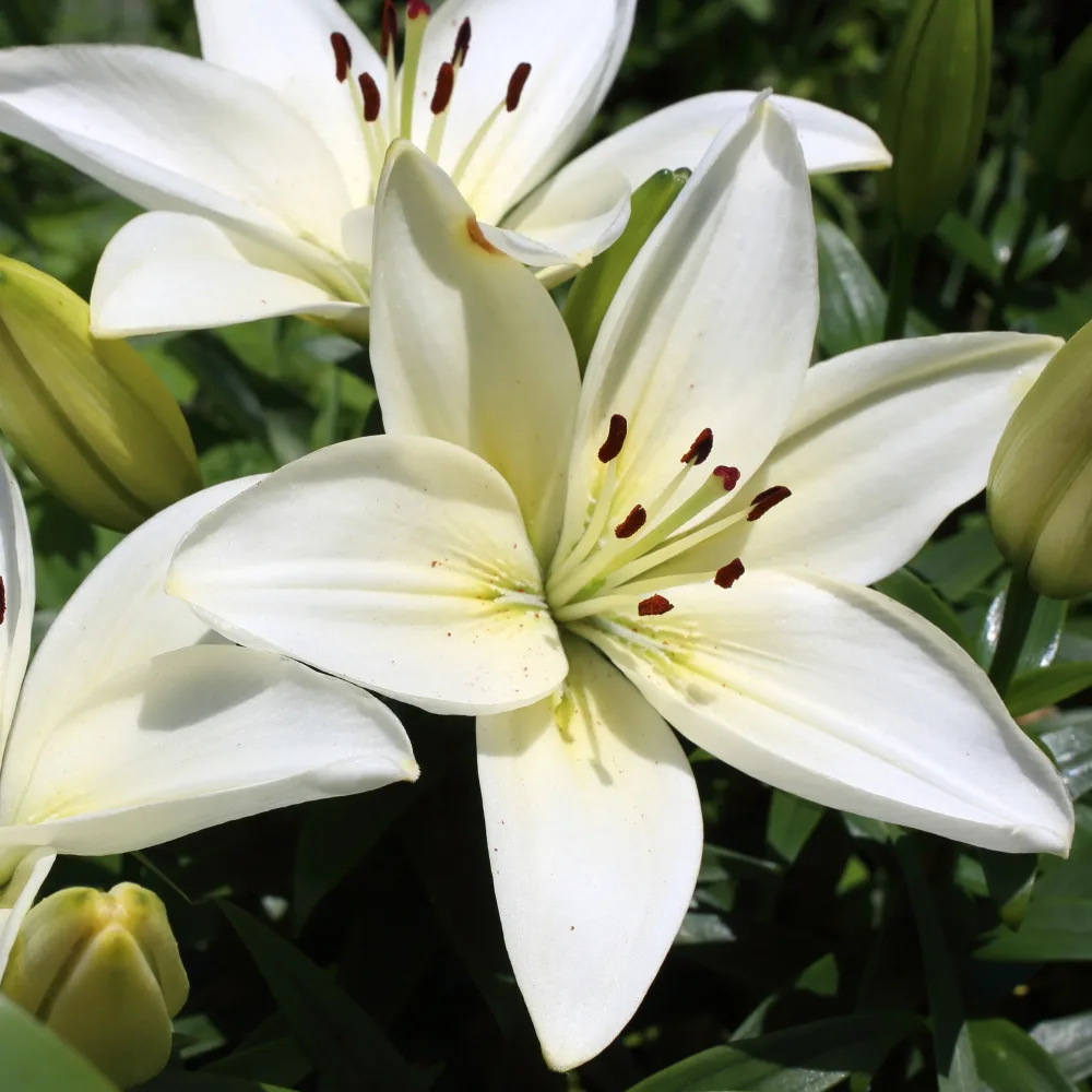 2 Lis asiatiques Kent Lilium 'kent'