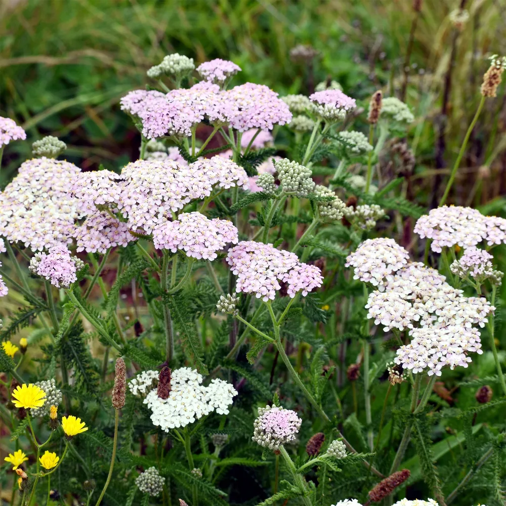 Achillée millefeuille Lilac Beauty Achillea millefolium lilac beauty