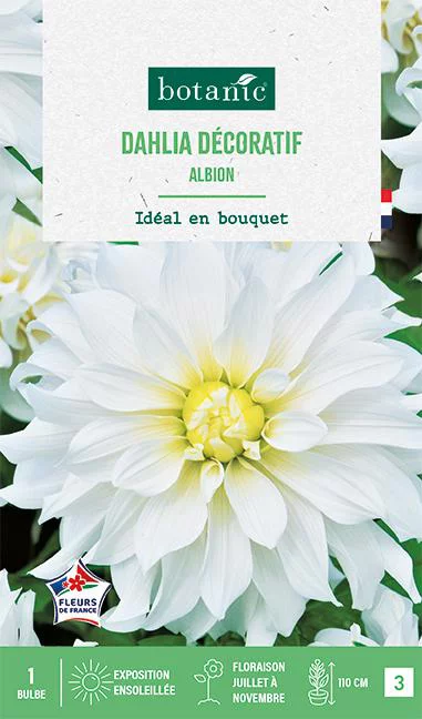 Bulbe de fleurs Dalhia décoratif Albion botanic® - 1 bulbe