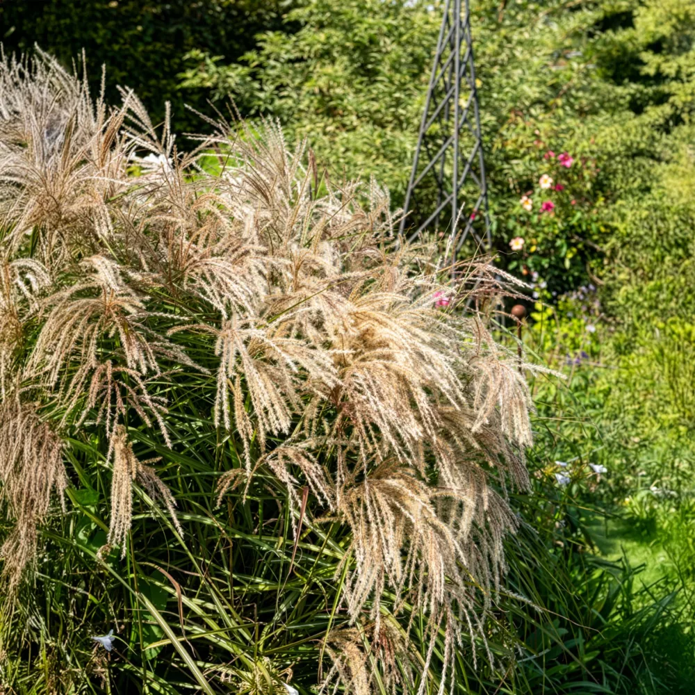 Eulaliee Kaskade Miscanthus sinensis Kaskade