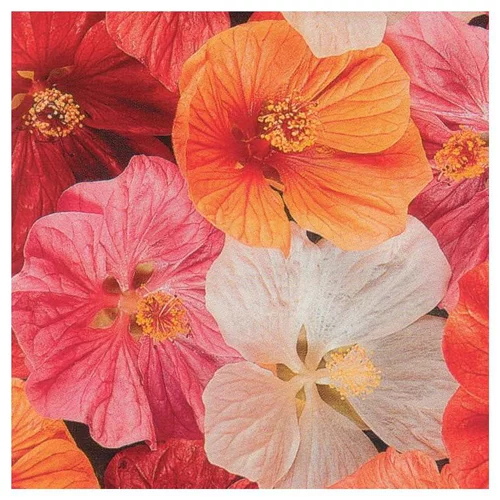 Abutilon - Le pot de 4 litres
