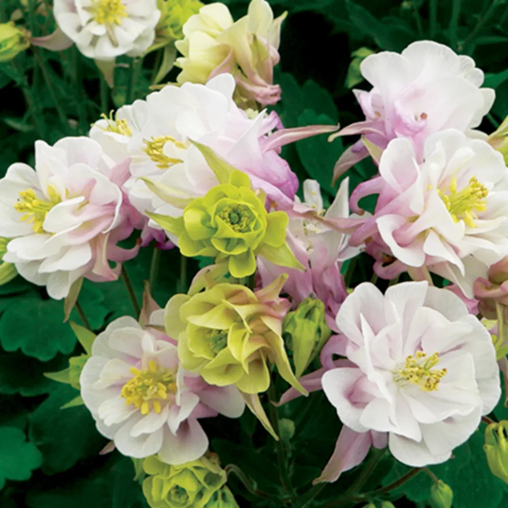 Ancolie à fleurs doubles Winky Rose White Aquilegia winky double rose-white ( winky series