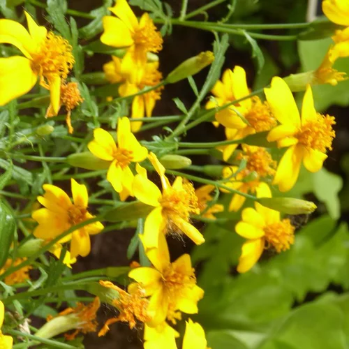 Tagetes Lemonii - Le pot de 2,5 litres