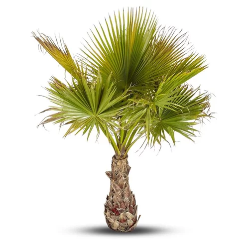 Washingtonia Robusta ou Palmier du Mexique 80/100 cm en pot de 90 L