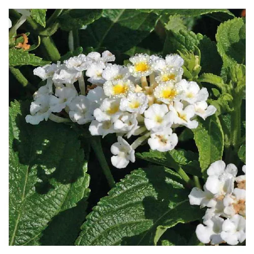 Lantana sellowiana blanc - Le pot de 9 x 9 cm