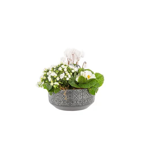 Campanule Primevere Cycla Coupe Patine
