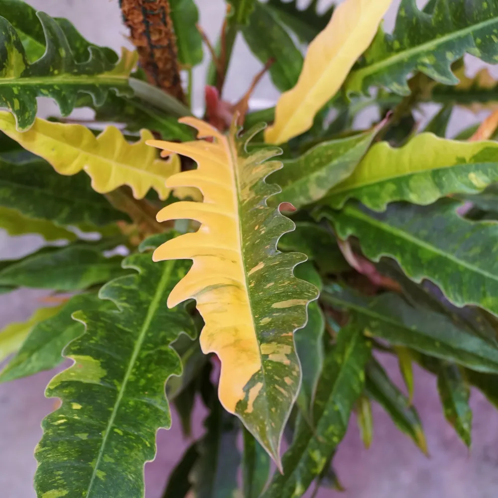Philodendron Ring of Fire Philodendron Ring of Fire