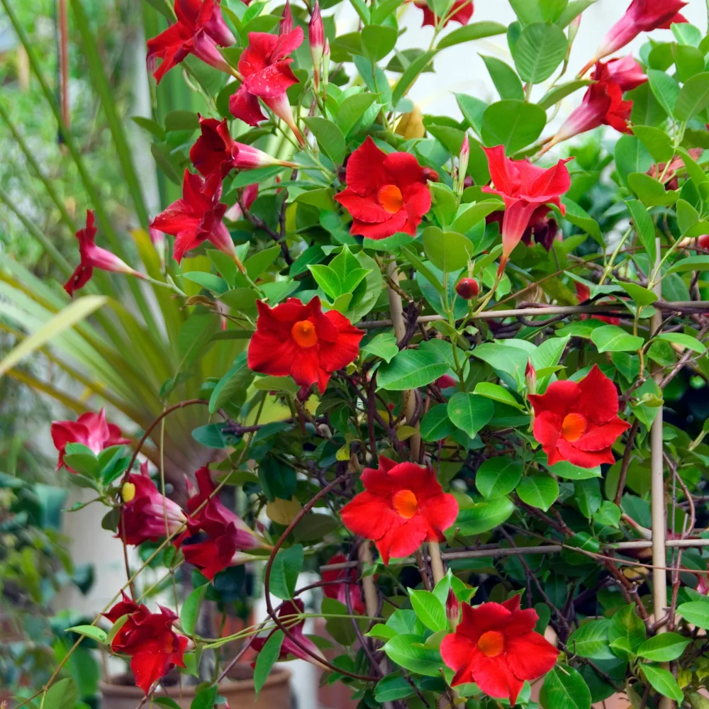 Jasmin du Brésil Dipladénia Mandevilla sanderi
