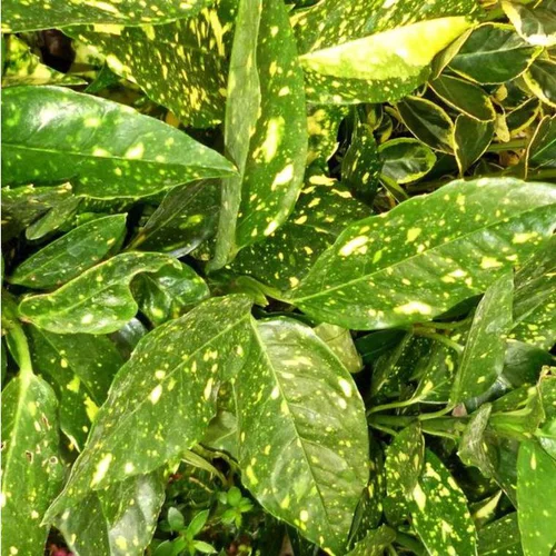 Aucuba Japonica Crotonifolia jaune 40/60 cm en pot de 7 L