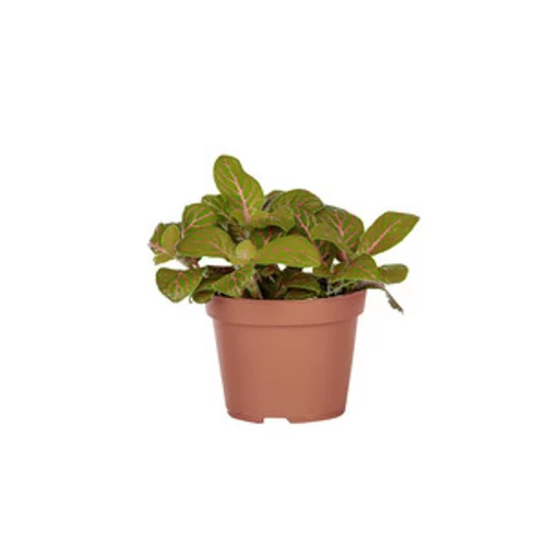 Fittonia en pot Ø 5/6 cm