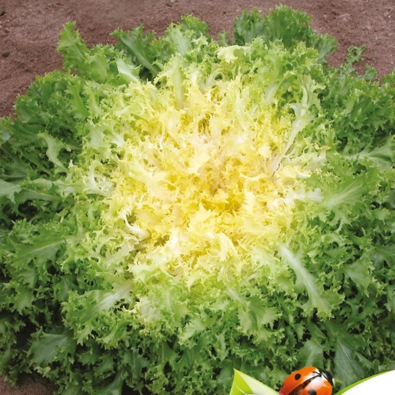 Chicorée frisée très fin - Myrna Bio Cichorium endivia crispum maraîchère-myrna