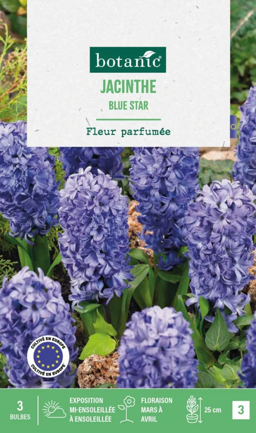 Jacinthe blue star botanic® - 3 bulbes