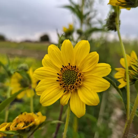 Tournesol vivace | Semences bio et reproductibles