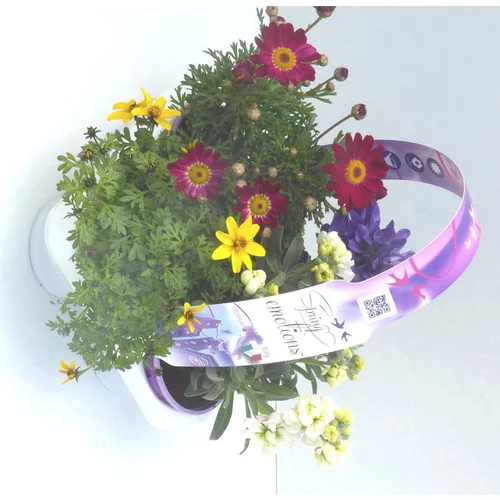 Mélange spécial soleil - Le pack de 4 plants