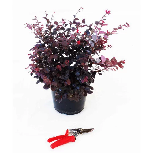 Loropetalum Chinense Ever Red Chang Nian Hong Cov 40/50 en pot de 5 L rouge