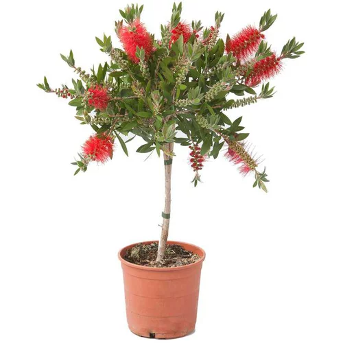 Callistemon Laevis – Pot de 4L