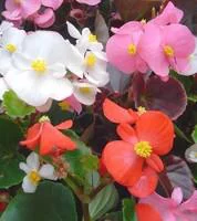 Bégonia semperflorens - Le pot de 10.5 cm
