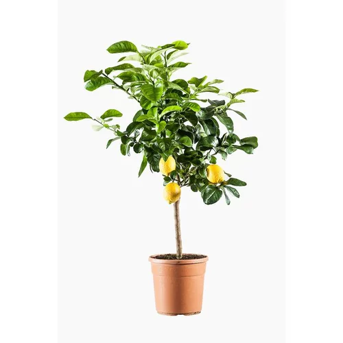 Citronnier. Le pot de 7 litres