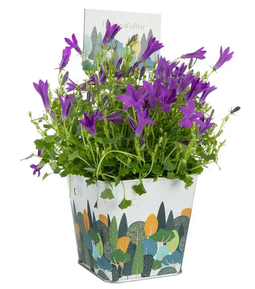 Campanule pot zinc automne - Ø 9,5 cm