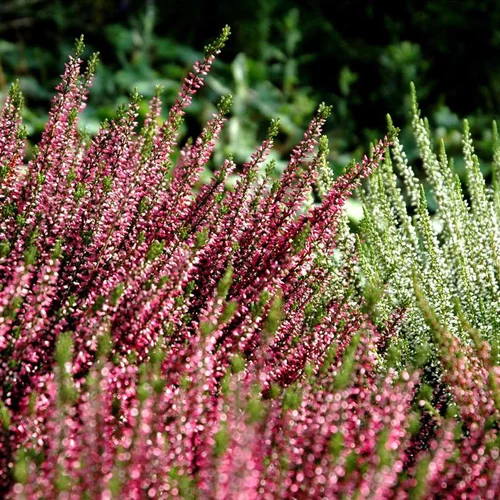 Callune Arlequin - Le pack de 6 plants