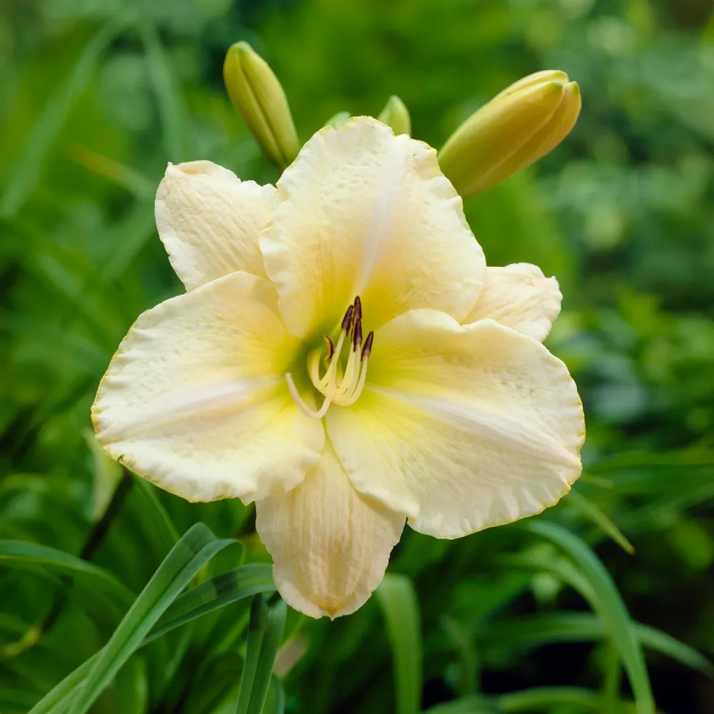Hémérocalle Arctic Snow Hemerocallis arctic snow