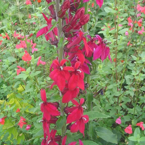 Lobelia Fan Deep - Le pot de 7,5 litres