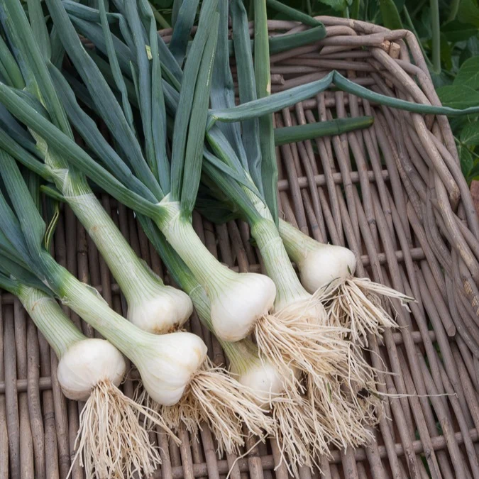 Oignon blanc Hâtif de Paris Allium cepa hâtif de paris