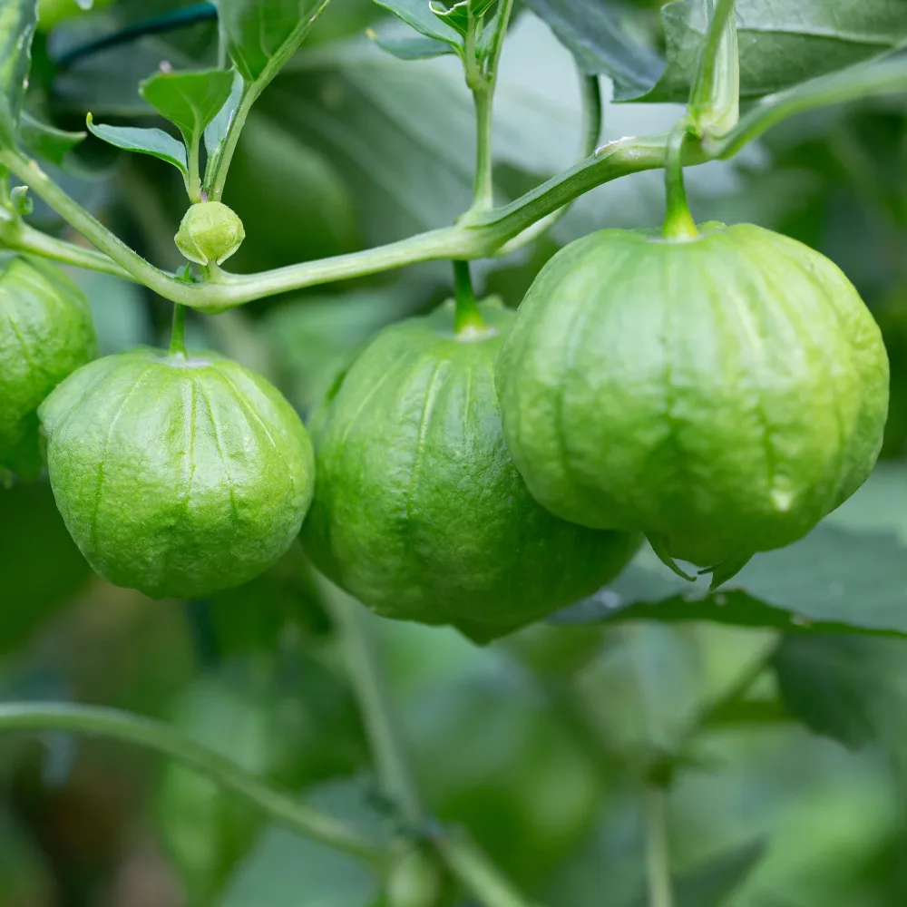 Tomatillo du Mexique Physalis ixocarpa
