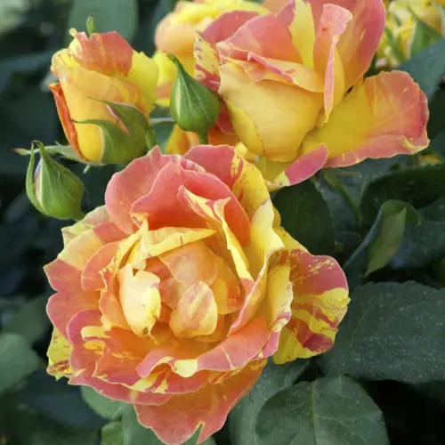 Rosier Paul Cézanne® Jacdeli coloris rose