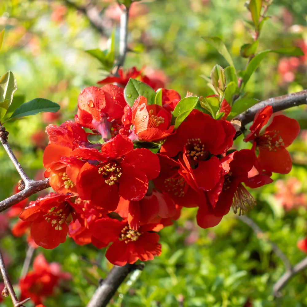 Cognassier à fleurs rouges Chaenomeles speciosa Texas red