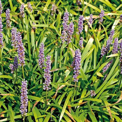Liriope muscari bleu - Le pot de 9 x 9 cm