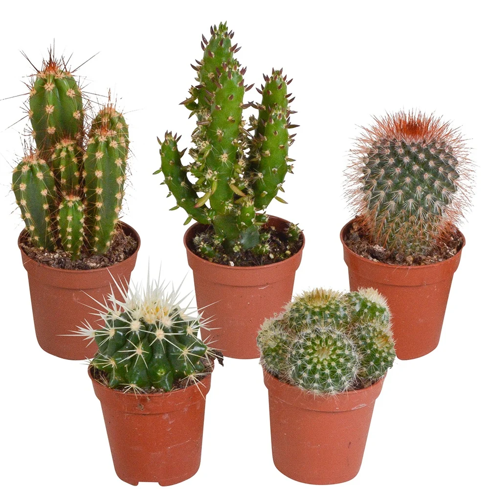 5 cactus en mélange - Mamilaria, Echinocactus, Eriocactus, Opuntiae mamilaria, echinicactus, eriocactus, opuntia & eriocactus