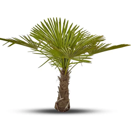 Palmier Trachycarpus Excelsa en pot de 3 L