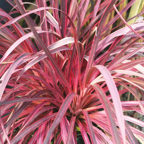Cordyline australis Salsa coloris vert – 3,5 L